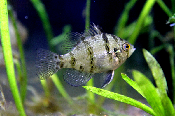 Blackbanded Sunfish